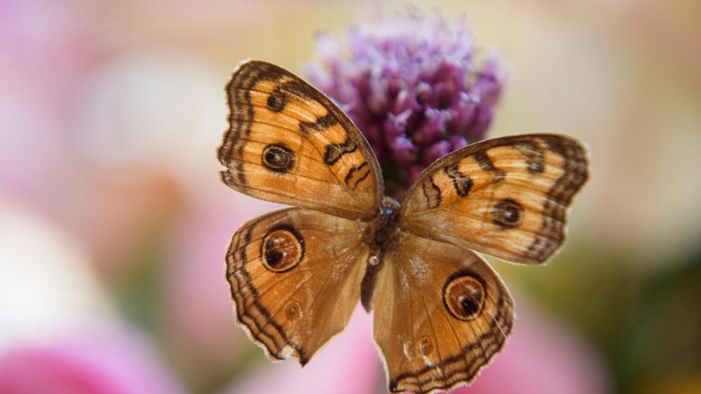 Butterfly - Macro photography  wallpaper