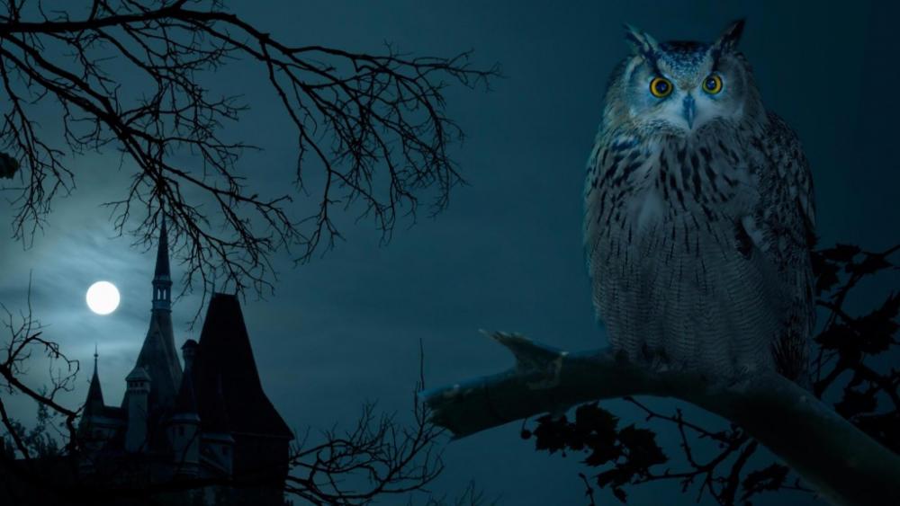 Owl in the full moon  wallpaper