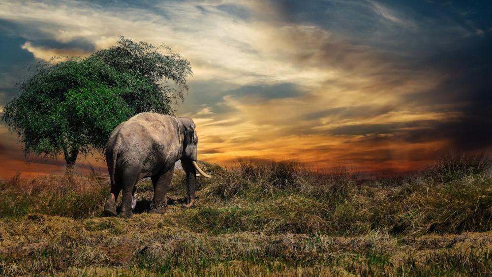 Elephant in the sunset wallpaper