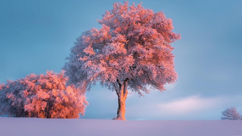 Frozen winter in the pink sunset wallpaper