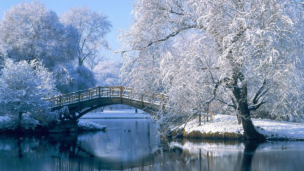 Frosty winter park wallpaper