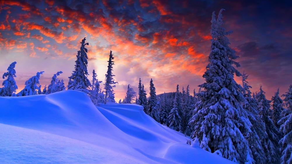 Snowy fir forest wallpaper