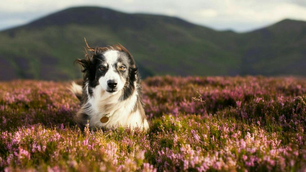 Border Collie in the meadow wallpaper
