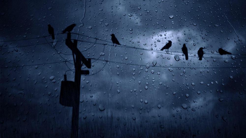 Crows in the rain wallpaper