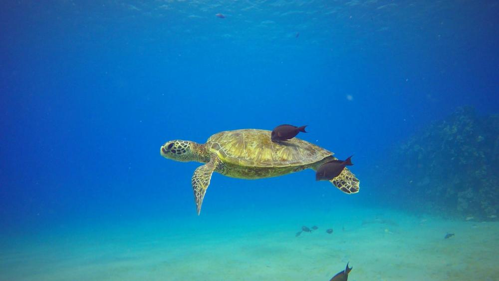 Sea Turtle wallpaper