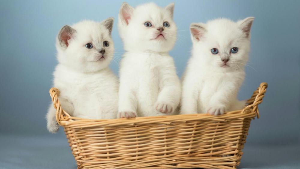 White cats in the basket wallpaper