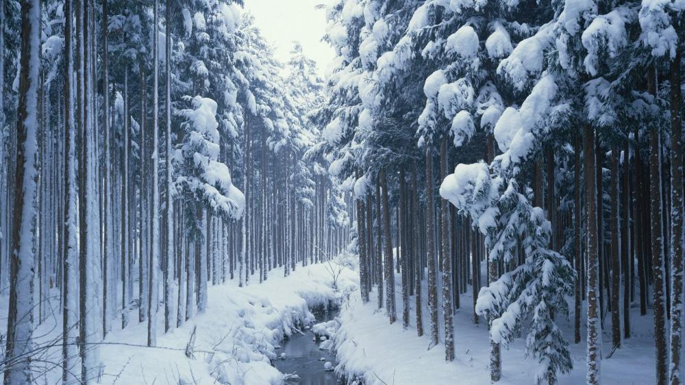 Snowy fir forest wallpaper