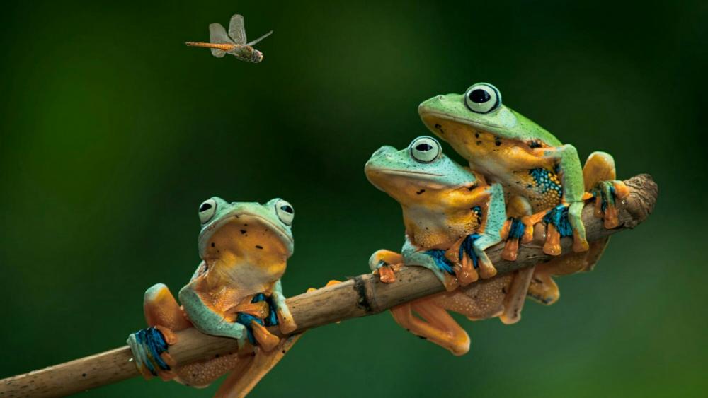 Frogs on a twig wallpaper