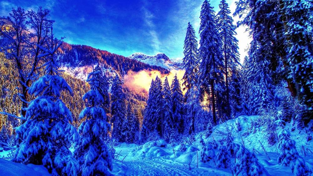 Winter forest awakening wallpaper