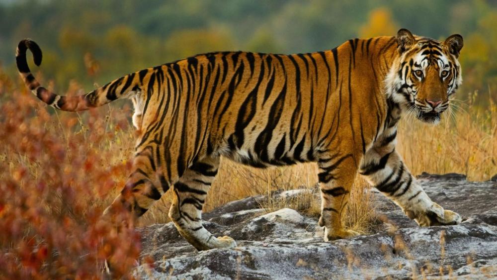 Kanha Tiger Reserve (India) wallpaper