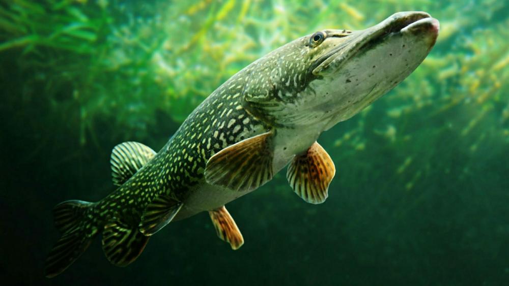 Pickerel - Underwater Photography wallpaper