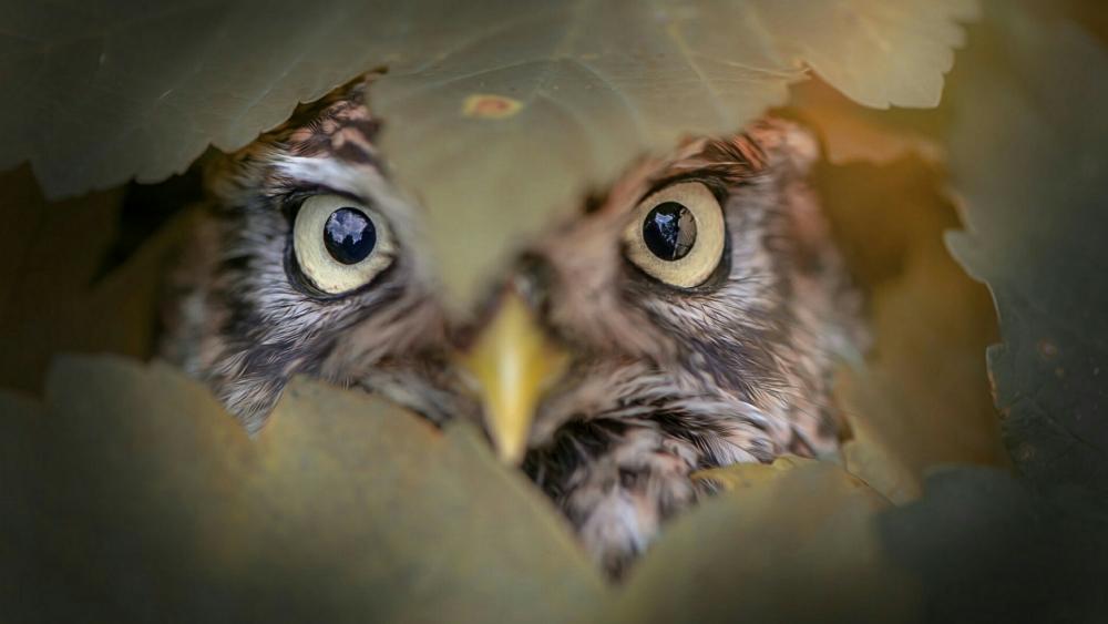 Peeping owl wallpaper