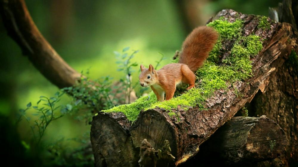 Squirrel on a mossy trunk wallpaper