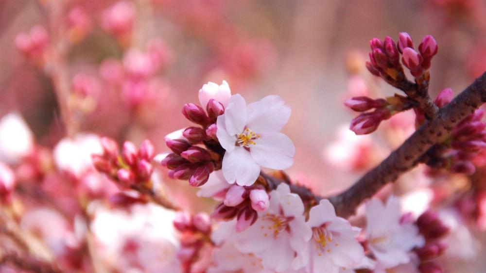 Cherry blossom  wallpaper