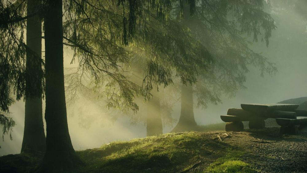 Forest wallpaper