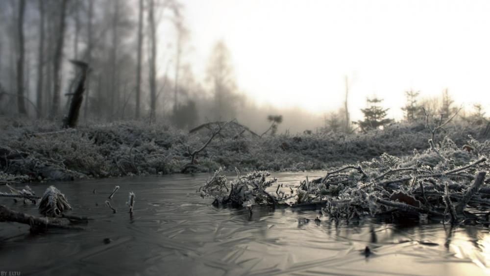 Icy swamp ❄️ wallpaper