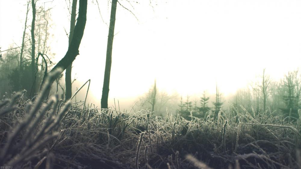 Frosty grass - Low Angle Photography wallpaper