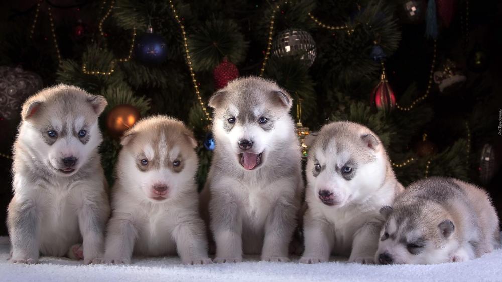 Siberian Husky puppies wallpaper