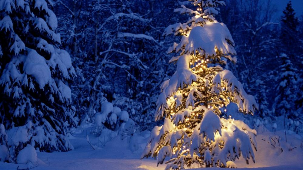Snowy Christmas tree wallpaper