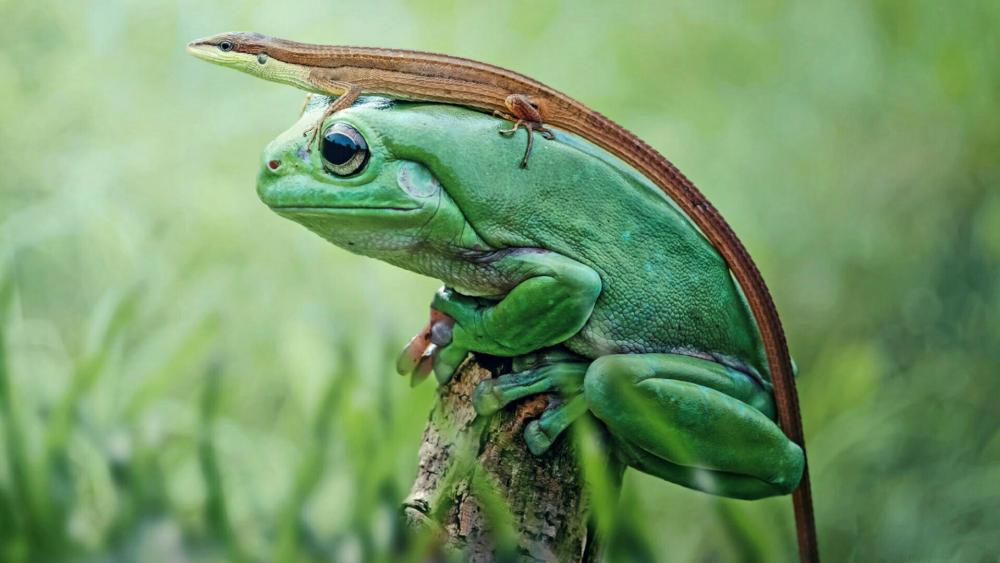Frog and lizard wallpaper