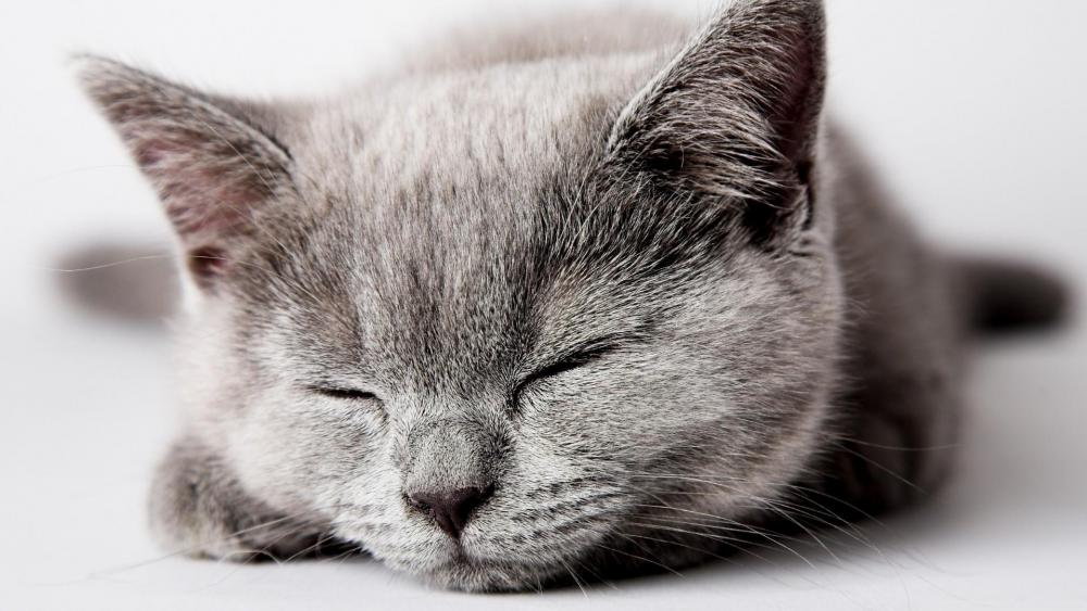 Sleeping grey kitten wallpaper