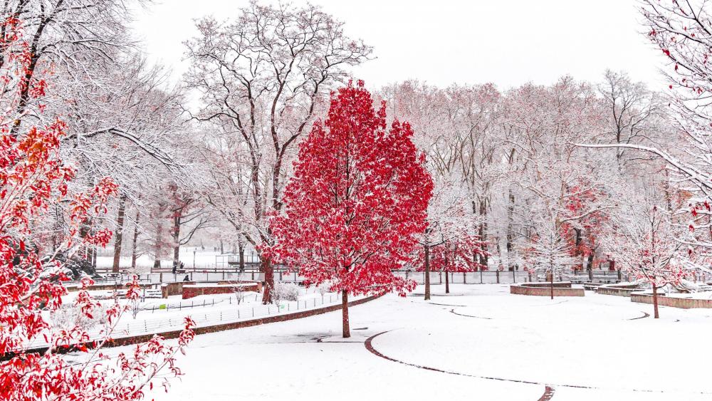 Red tree in the snow wallpaper