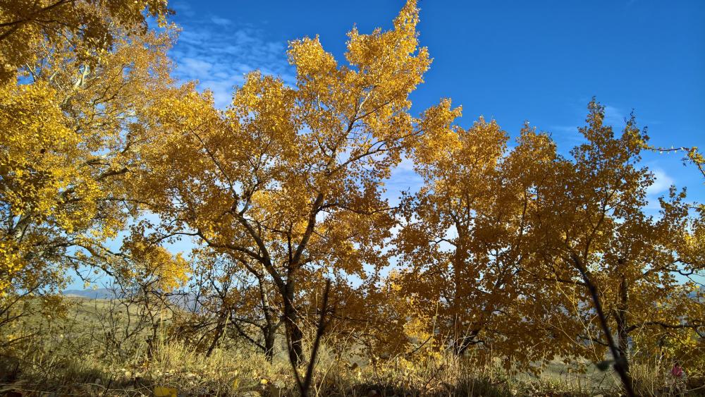 Autumn trees wallpaper