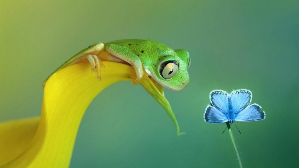 Frog hunts for a butterfly wallpaper