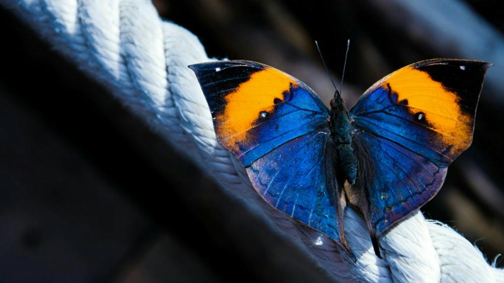 Butterfly on a rope wallpaper