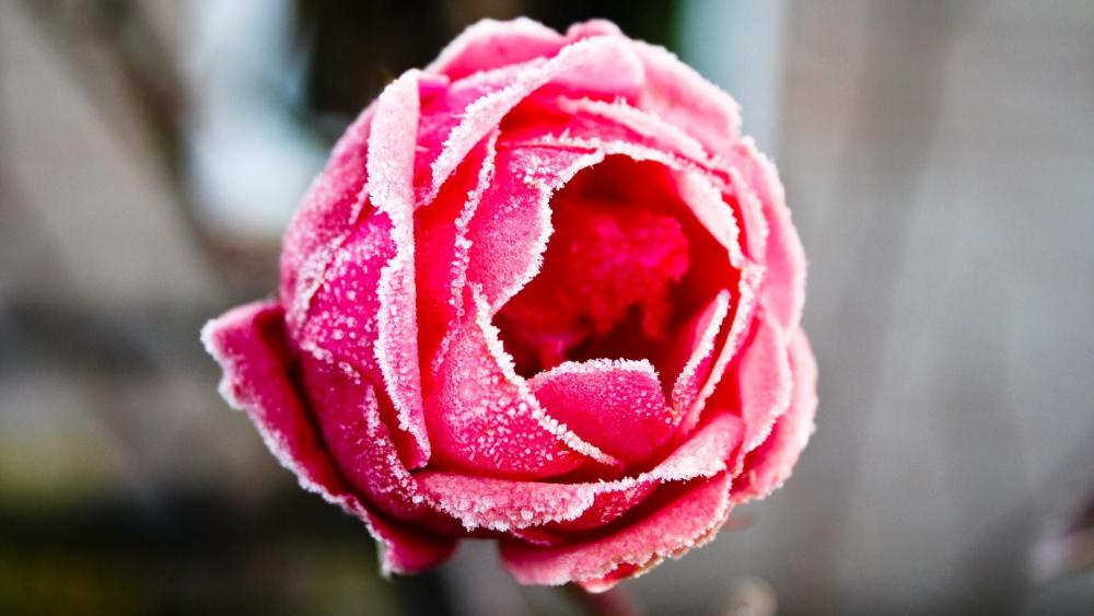 Frozen red rose ❄️❄️ wallpaper