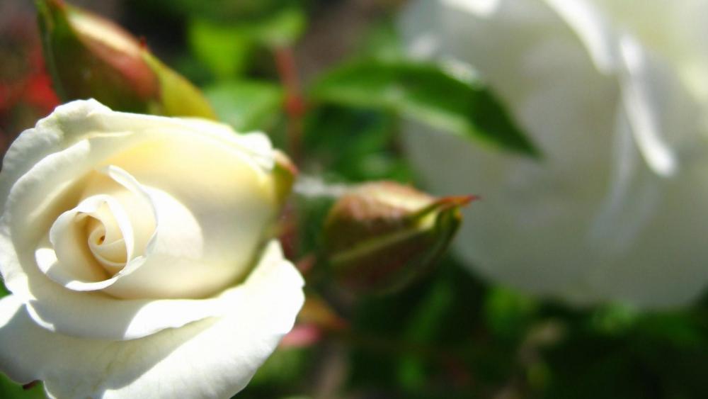 Wallpaper from flowers category