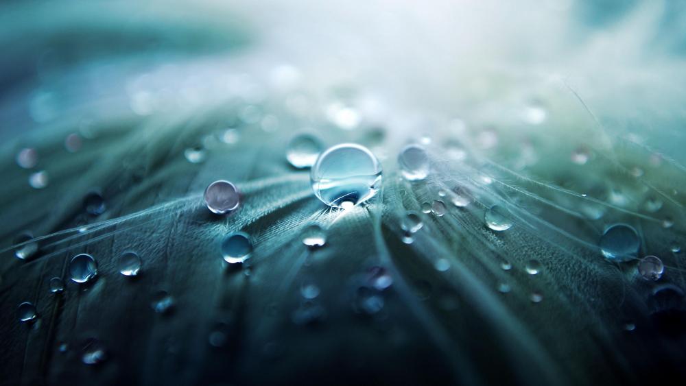 Waterdrops on a leaf wallpaper
