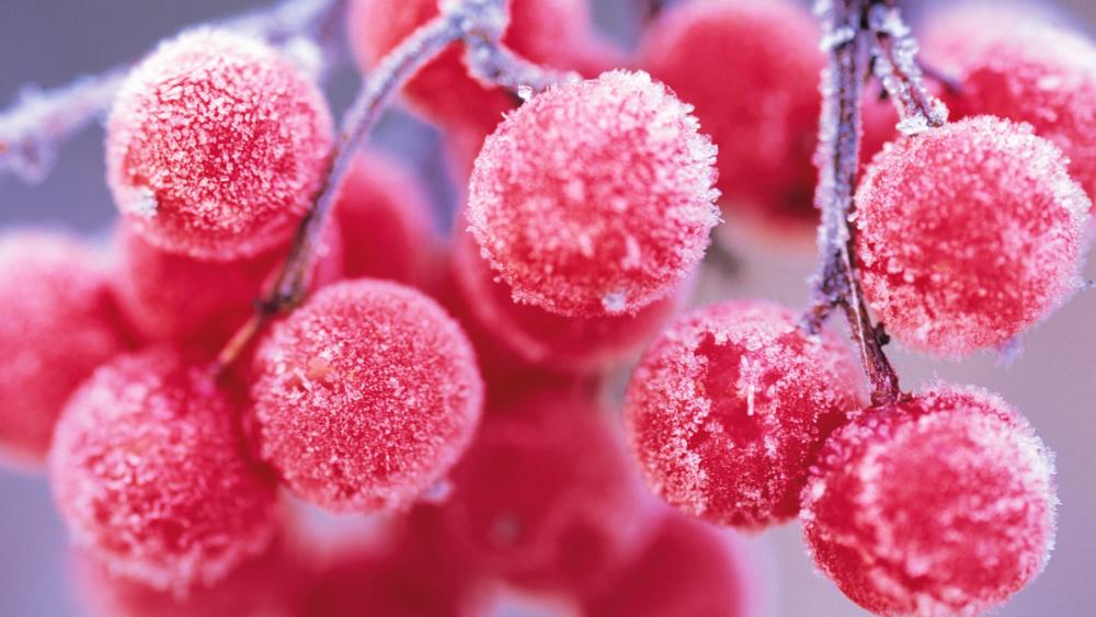 Frozen rowan berries wallpaper