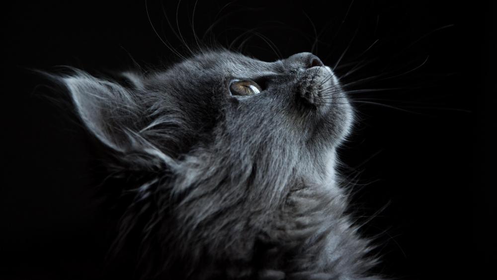 Cat profile wallpaper