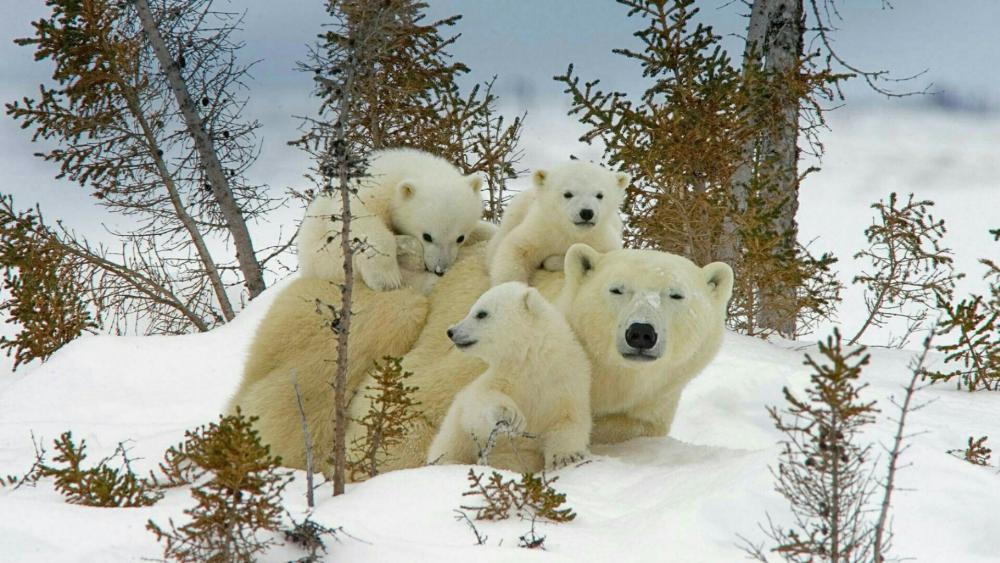 Polar bear family wallpaper