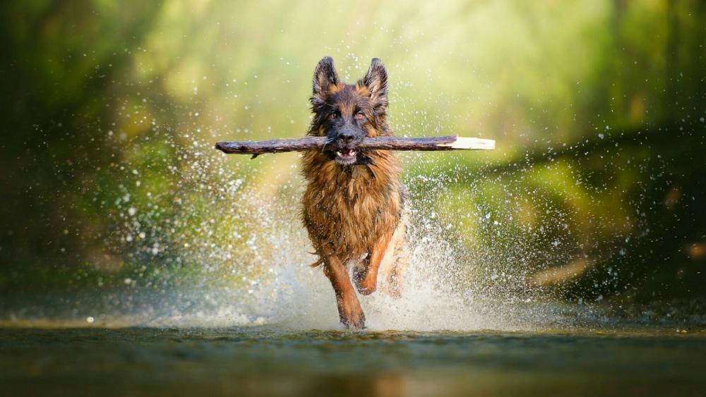 German Shepherd dog apport training wallpaper