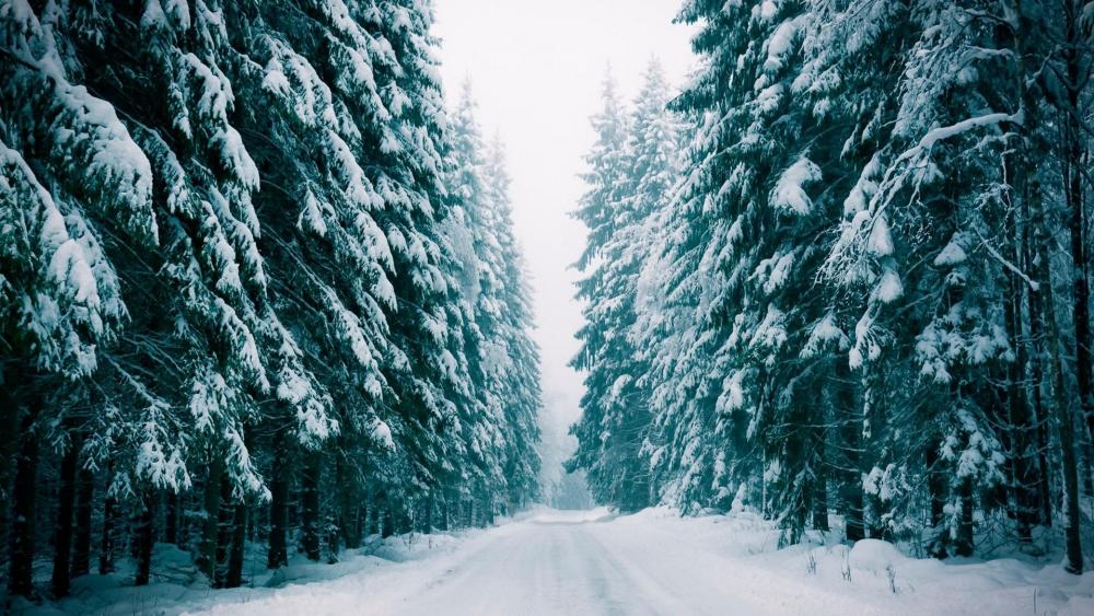 Snowy forest road wallpaper