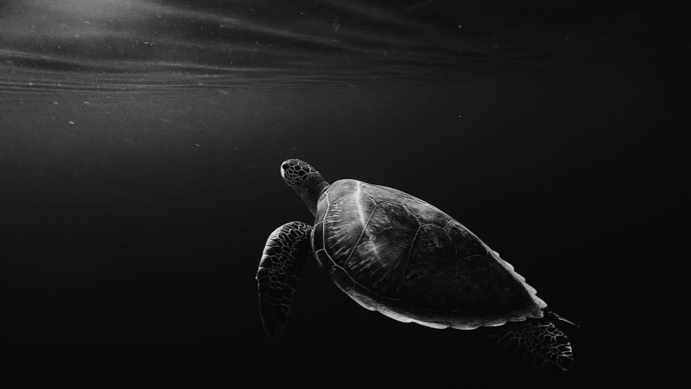 Sea turtle wallpaper