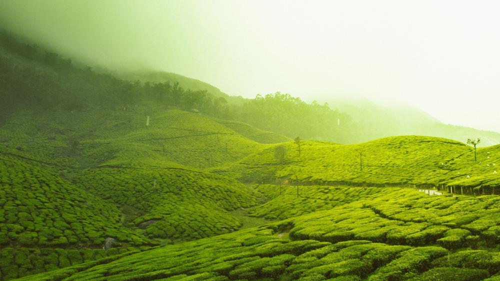 Tea plantation in Kerala wallpaper