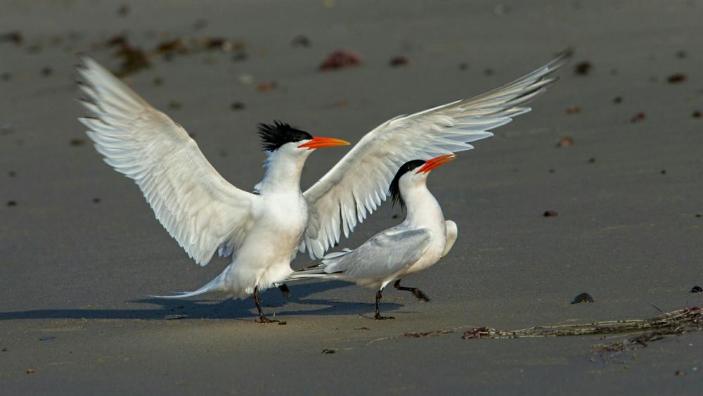 Common tern wallpaper