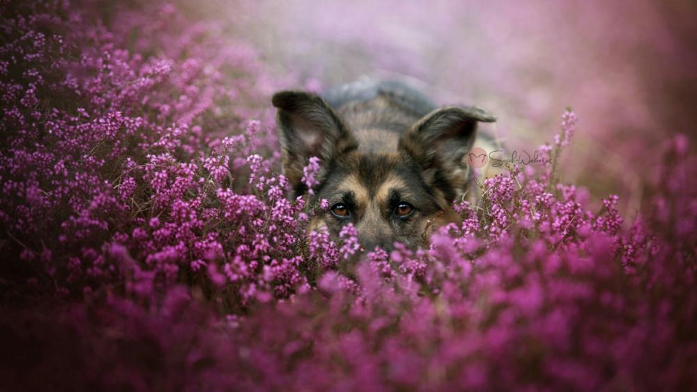 German Shepherd dog in the flowers wallpaper