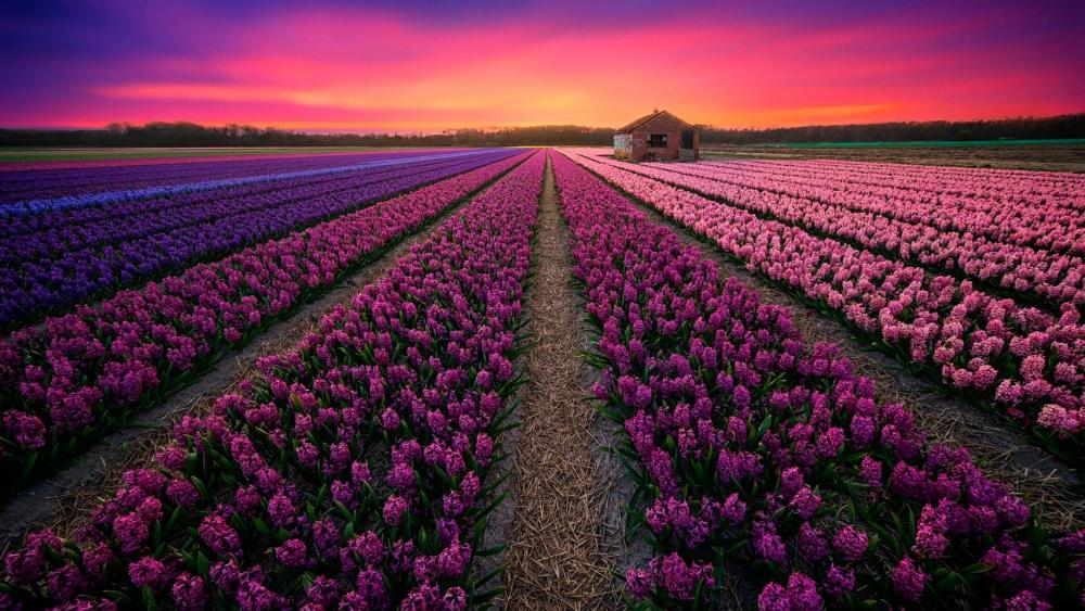 Hyacinth field - Netherlands wallpaper
