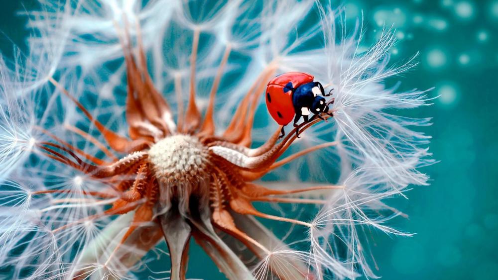 Ladybird on a dandelion flower wallpaper - backiee