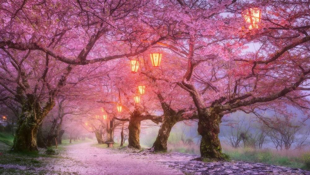 Iwakuni cherry blossom, Japan wallpaper