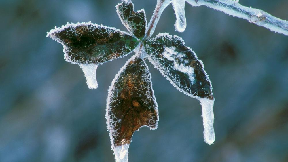 Frozen leaf wallpaper