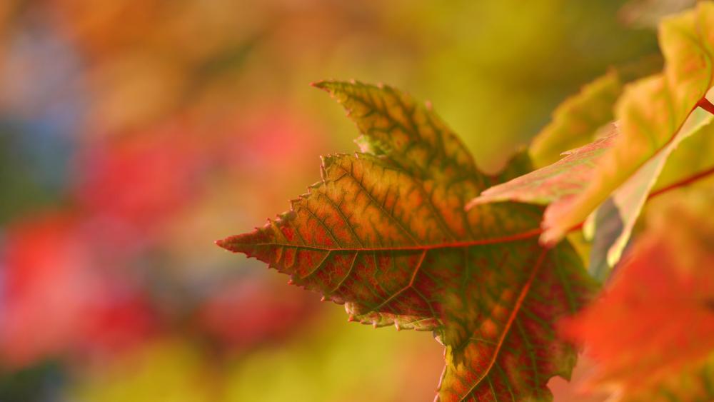 Autumn leaf  wallpaper