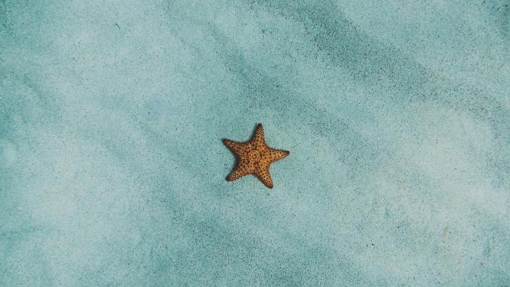 Starfish in the sea wallpaper