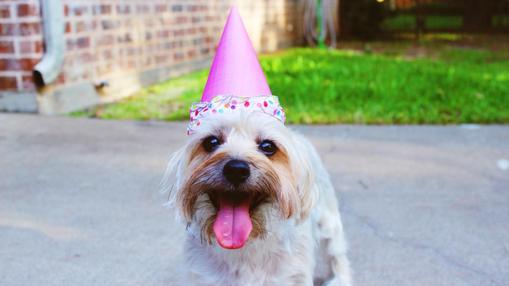 Birthday dog wallpaper