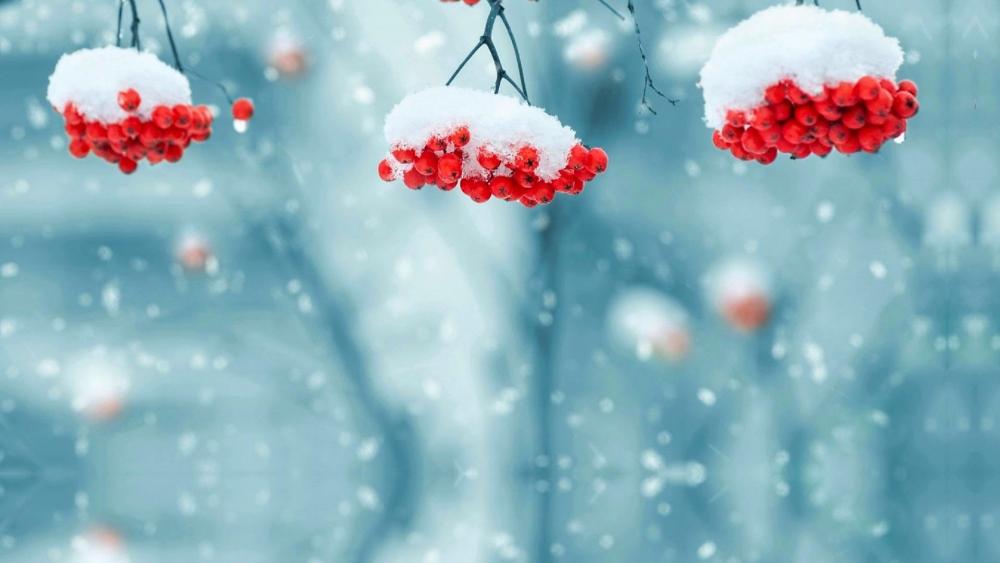 Bright berries behind the snow wallpaper