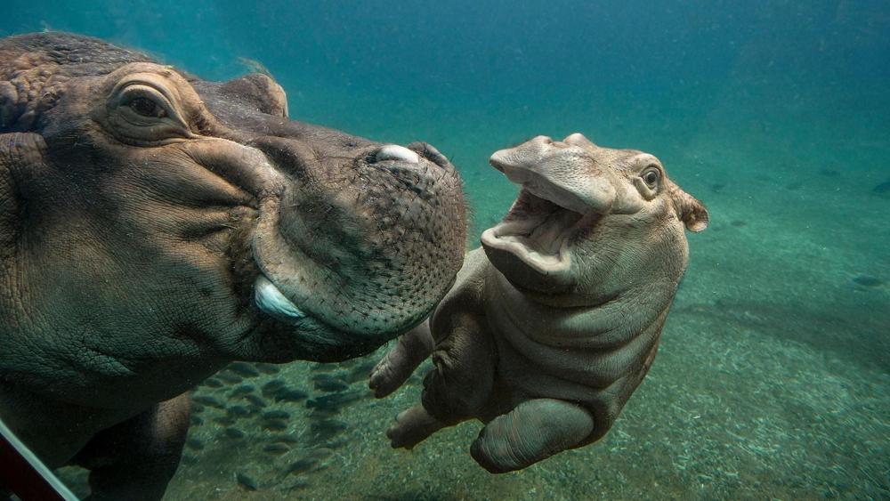 Hippo baby with mom - Underwater photography wallpaper